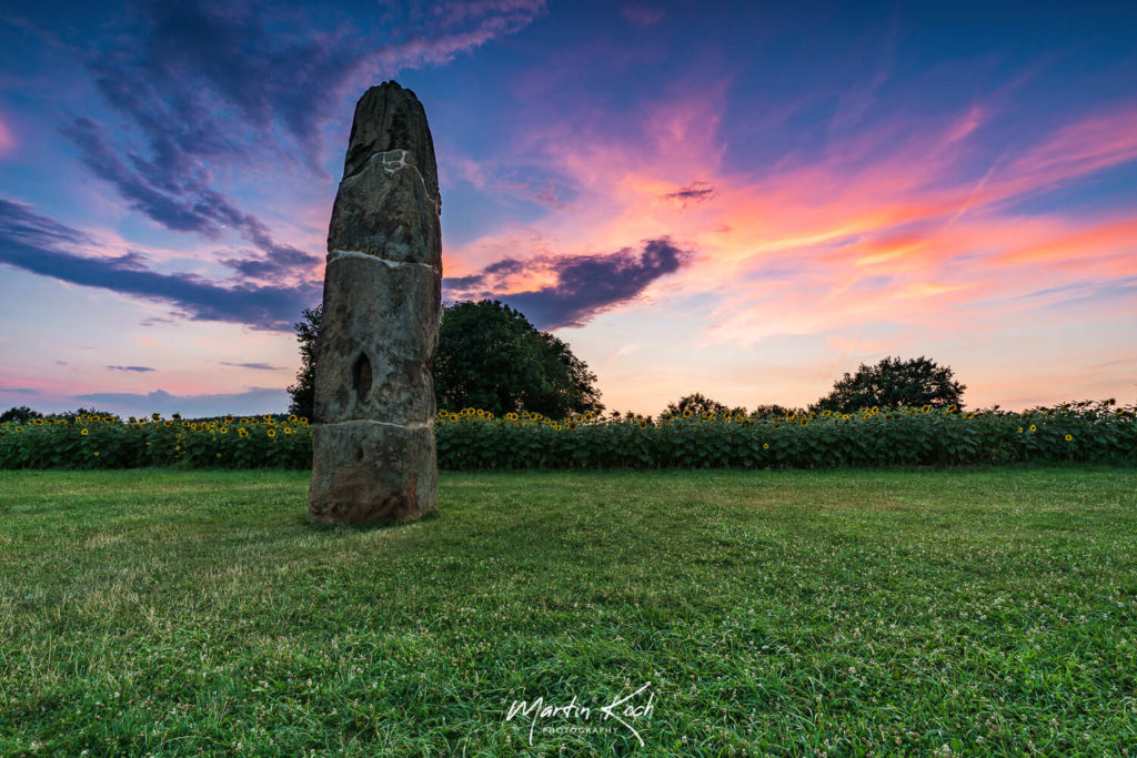Fotograf der Elemente Landschaft Abendrot Sonnenblumenfeld Gollenstein Saarland