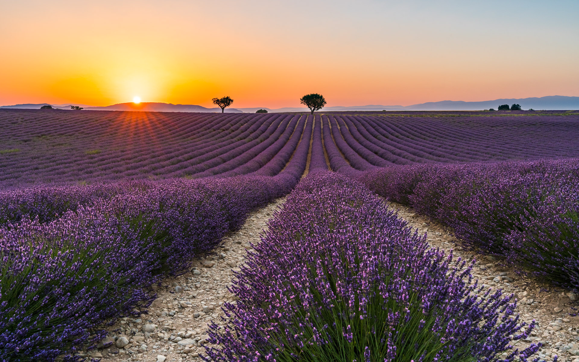 martin-koch-sonnenuntergang-lavendel-frankreich-2018-slideshow-1