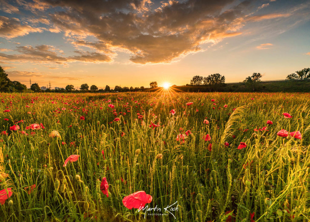 Fotograf der Elemente Landschaft Sonnenuntergang Mohnblumen Feld Pfalz